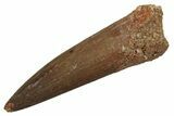 Fossil Plesiosaur (Zarafasaura) Tooth - Morocco #298041-1